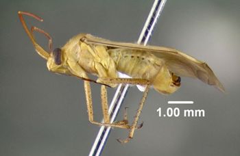 Media type: image;   Entomology 619499 Aspect: habitus lateral view